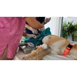 Sterilizarea c&acirc;inilor - o obligație a proprietarilor, &icirc;n beneficiul patrupedelor 