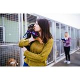 T&acirc;rg de adopție a c&acirc;inilor, organizat s&acirc;mbătă la București