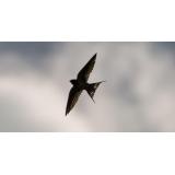 Legenda R&acirc;ndunelelor: De ce au ele penele negre? O poveste despre legătura lor cu M&acirc;ntuitorul Iisus și sacrificiu