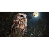 Cucuveaua &ndash; pasărea sacră purtătoare de vești de dincolo de văl. Ce să faci c&acirc;nd auzi cucuveaua c&acirc;nt&acirc;nd?