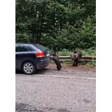 VIDEO Un pui de urs a ajutat un turist să &icirc;și pornească mașina din loc