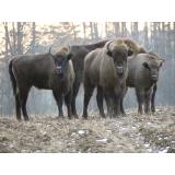 Care sunt diferențele dintre zimbri și bizoni?