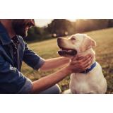 Ziua Internațională a C&acirc;inilor. Curiozități despre cel mai bun prieten al omului