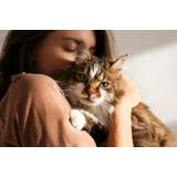 Ziua Internațională a pisicii. Cele mai potrivite cadouri pentru prietenul tău