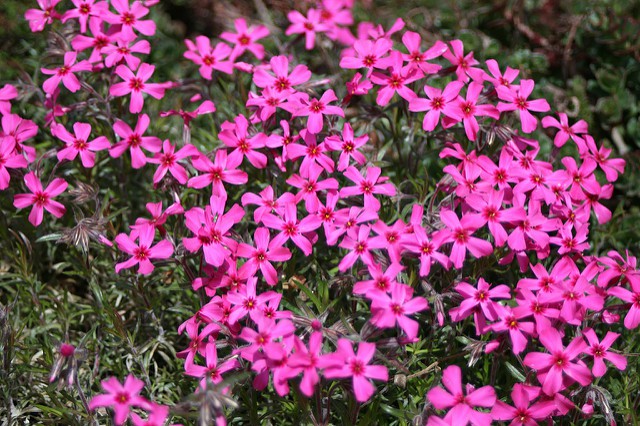 Phlox Subulata