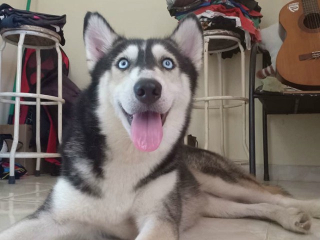 caine salvat husky