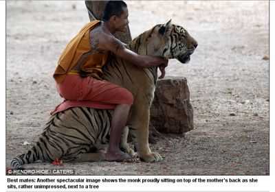http://www.dailymail.co.uk/news/article-2008524/Hey-tail-The-amazing-moment-monk-grabs-tiger-tries-escape-apparently-best-friends.html