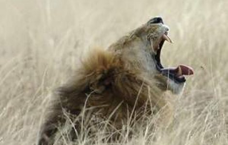 S-a batut cu un leu de 500 kg