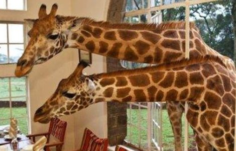 Girafele, incluse pe lista animalelor pe cale de disparitie