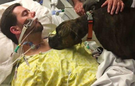  Video  Un caine si-a luat ramas bun de la stapanul aflat pe patul de moarte