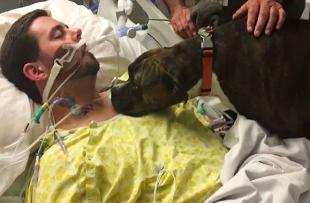 [VIDEO] Un caine si-a luat ramas bun de la stapanul aflat pe patul de moarte