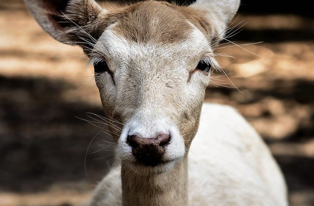 [Video] Experienta inedita: Cum s-a imprietenit un vanator cu o caprioara