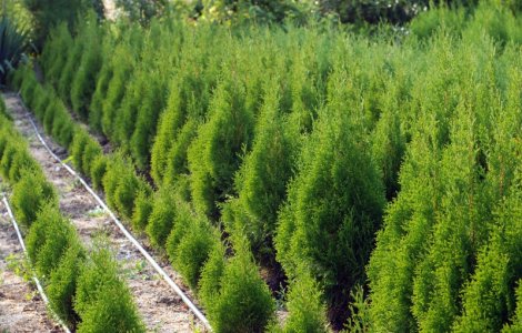 Pentru 10 sticle de plastic primesti un copacel de tuia in Timisoara