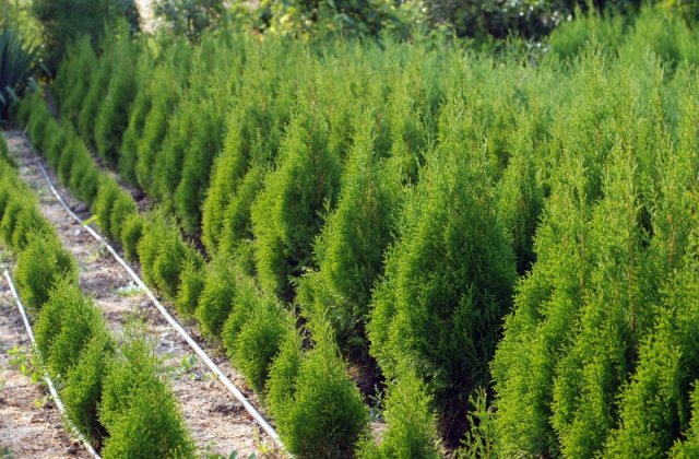 Pentru 10 sticle de plastic primesti un copacel de tuia in Timisoara