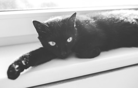 Aceasta pisica neagra si-a schimbat culoarea din cauza unei boli rare