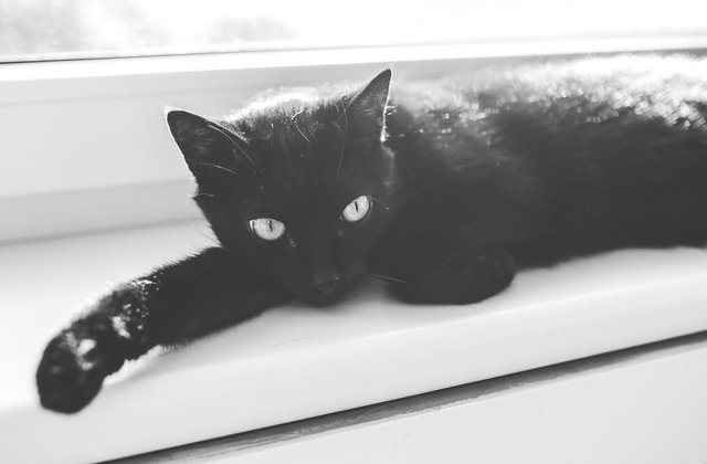 [FOTO] Aceasta pisica neagra si-a schimbat culoarea din cauza unei boli rare