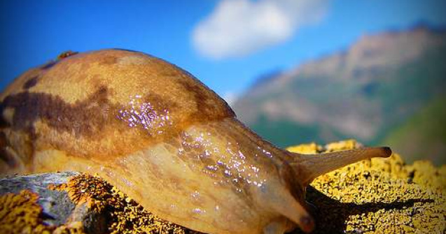 O bunicuta din Anglia, premiata pentru cercetari in domeniul melcilor