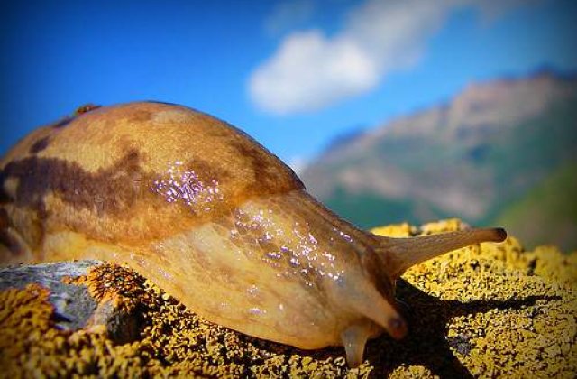 O bunicuta din Anglia, premiata pentru cercetari in domeniul melcilor