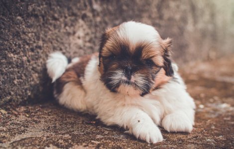 Cele mai populare nume de catelusi din 2016