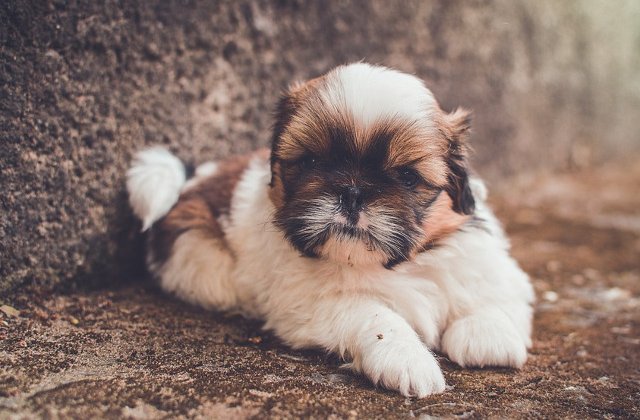 Cele mai populare nume de catelusi din 2016