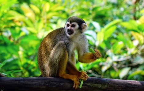 Studiu: Maimutele sunt capabile sa articuleze sunete, dar nu pot fi intelese