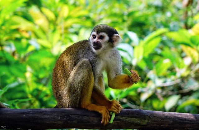 Studiu: Maimutele sunt capabile sa articuleze sunete, dar nu pot fi intelese