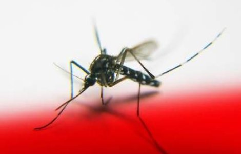 Alte 3 cazuri de West Nile confirmate in Romania