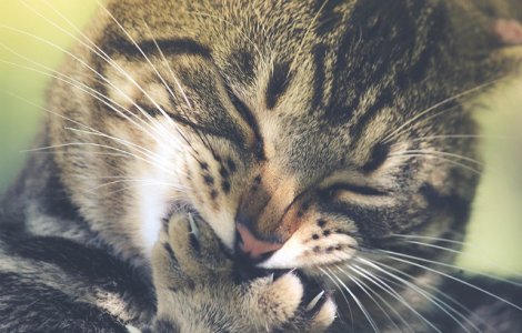 Alimente periculoase! Cu ce sa nu-ti hranesti NICIODATA pisica