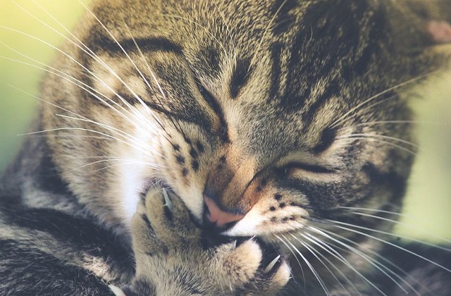 Alimente periculoase! Cu ce sa nu-ti hranesti NICIODATA pisica