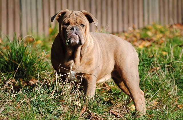 [Video] Modul induiosator in care un caine isi ia ramas bun de la stapanul sau aflat pe un pat de spital