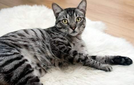 Cele mai populare nume de pisici in 2016