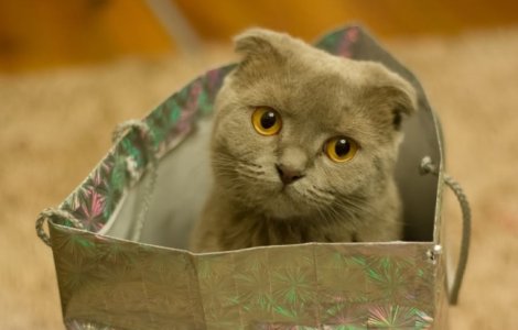  Top  Te vei indragosti intr-o secunda! Cele mai simpatice pisici, in ipostaze adorabile