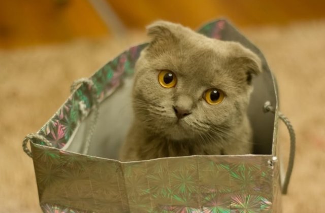 Te vei indragosti intr-o secunda! Cele mai simpatice pisici, in ipostaze adorabile