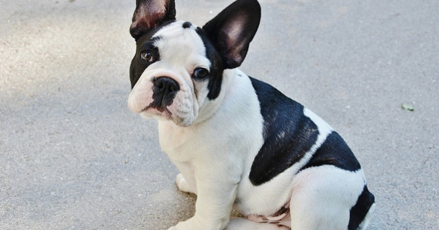  Top  Iti vor face ziua mai buna! Faceti cunostinta cu cei mai HAIOSI caini