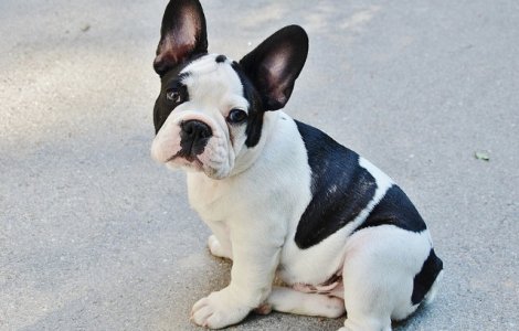  Top  Iti vor face ziua mai buna! Faceti cunostinta cu cei mai HAIOSI caini