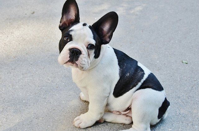 Iti vor face ziua mai buna! Faceti cunostinta cu cei mai HAIOSI caini