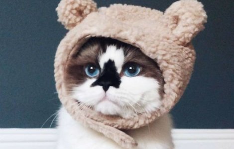  Foto  450.000 de oameni s-au indragostit de aceasta pisica. Uite de ce