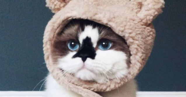 450.000 de oameni s-au indragostit de aceasta pisica. Uite de ce
