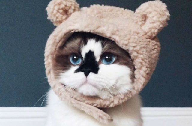 [FOTO] 450.000 de oameni s-au indragostit de aceasta pisica. Uite de ce