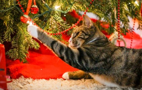  Top  10 metode geniale de a-ti proteja bradul de Craciun de pisica