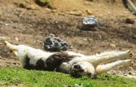 Zeci de caini, otraviti si lasati sa moara in chinuri in Dambovita