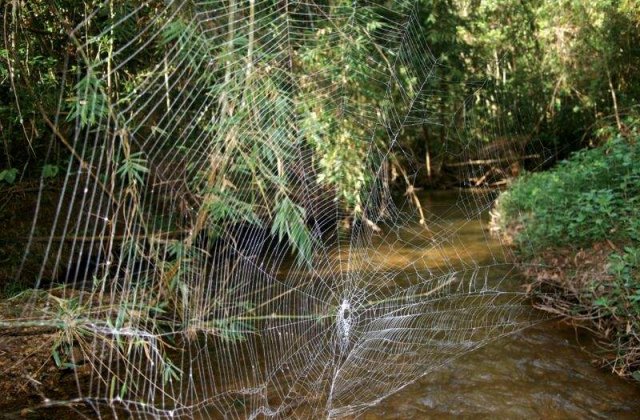 Paianjenul cu panza "mai tare" ca otelul