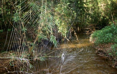 Paianjenul cu panza "mai tare" ca otelul