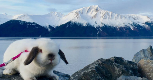 Nu avea cu cine sa iasa la plimbare, asa ca si-a cumparat un iepuras