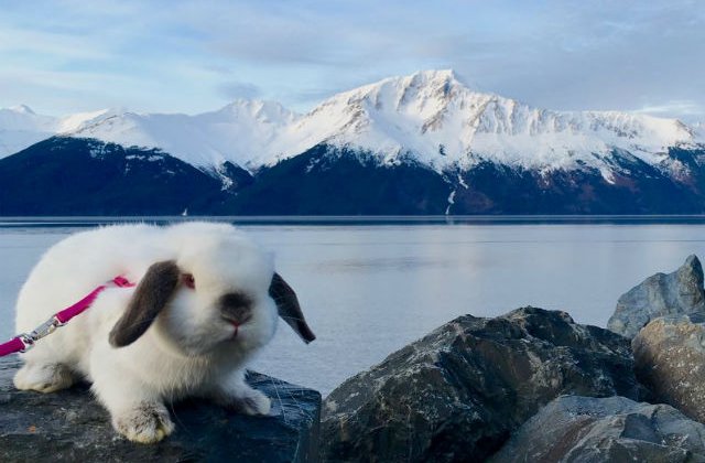 [FOTO] Nu avea cu cine sa iasa la plimbare, asa ca si-a cumparat un iepuras. Ce a urmat