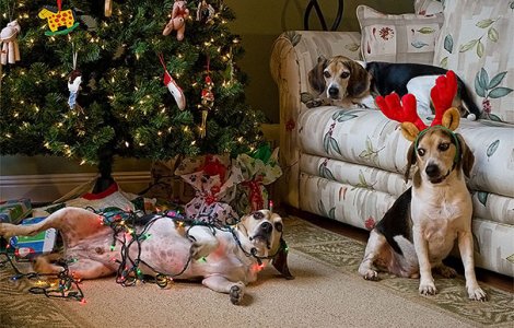  Top  10 catei si pisici care au "confiscat" Craciunul pentru ei