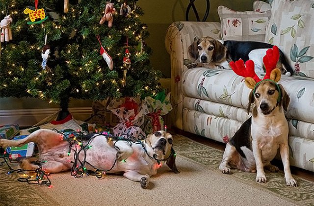 10 catei si pisici care au "confiscat" Craciunul pentru ei