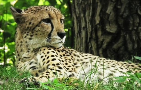 Ghepardul, cel mai rapid animal terestru, este pe cale de disparitie