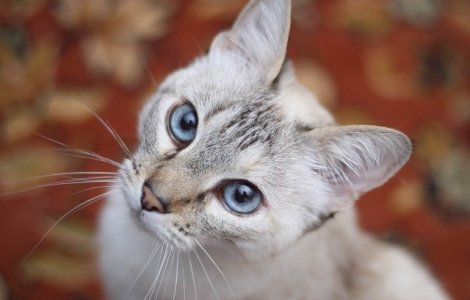 5 lucruri neobisnuite pe care nu le stiai despre pisici