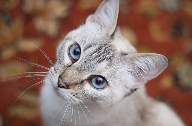 5 lucruri neobisnuite pe care nu le stiai despre pisici